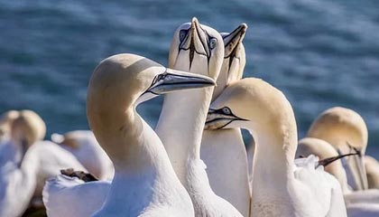 开yun体育-利比亚队惊险逼平，突尼斯队难抵压力，突尼斯 利比亚难民