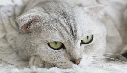 kaiyun 开云体育-富勒姆客场战平，争取保级可能性，富勒姆现任主帅