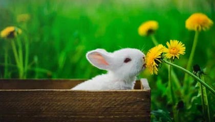 kaiyun 开云体育-富勒姆客场战平，争取保级可能性，富勒姆现任主帅